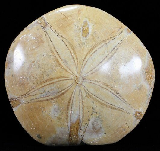 Polished Fossil Sand Dollar (Mepygurus) - Jurassic #55110